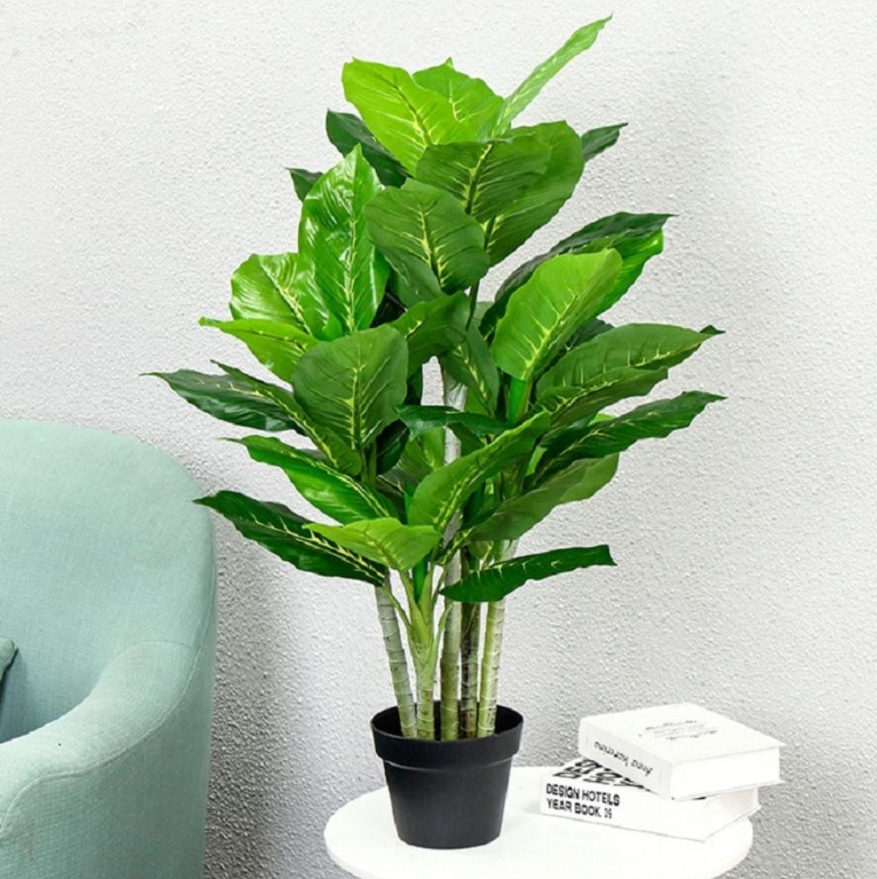 C&acirc;y Bạch M&atilde; Ho&agrave;ng Tử